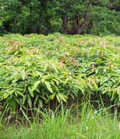 Fruit Plants